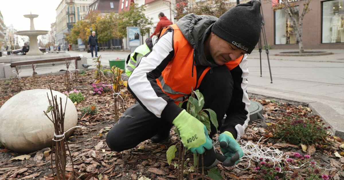 Администрация города объявила о поиске подрядно...