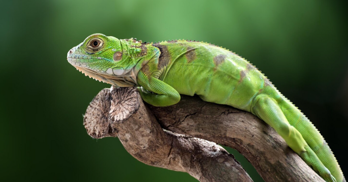 Игуаны Клариона не завезены людьми: отделились 425 тыс. лет назад Команда биологов установила, что колючехвостые ...