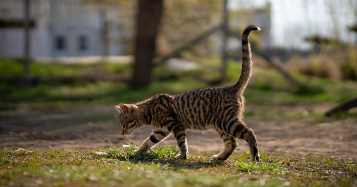 Зоологи по видео из соцсетей узнали, на каких насекомых охотятся городские кошки Бразильские зоологи выяснили, каких насекомых и...