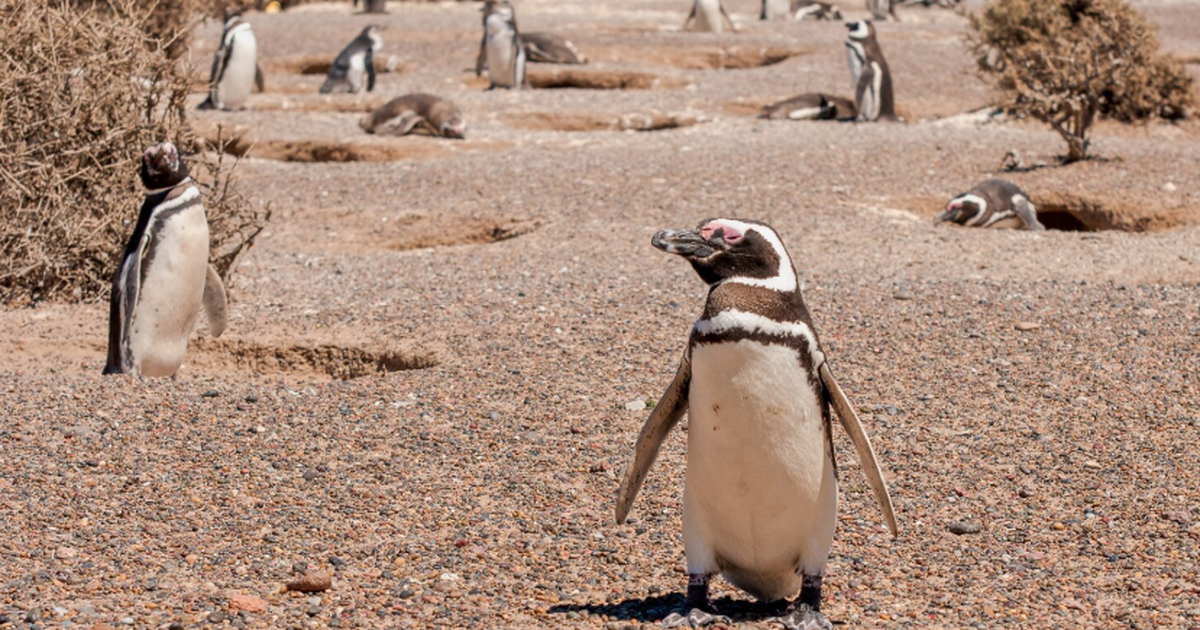 На побережье аргентинской Патагонии разворачива...