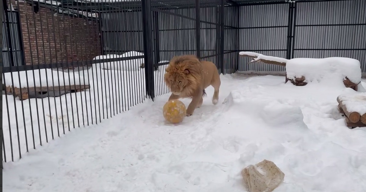 Видео с играющим львом стало вирусным