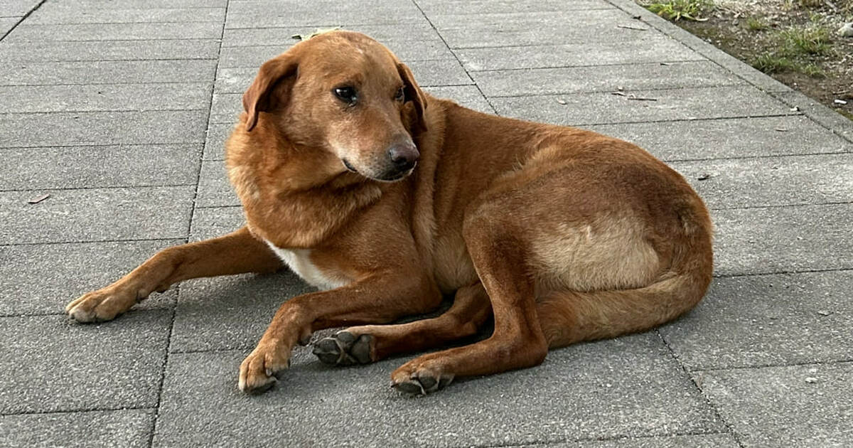 В Самарской области запретили кормить бездомных на набережных и площадях Губернская дума 30 октября во втором, окончател...