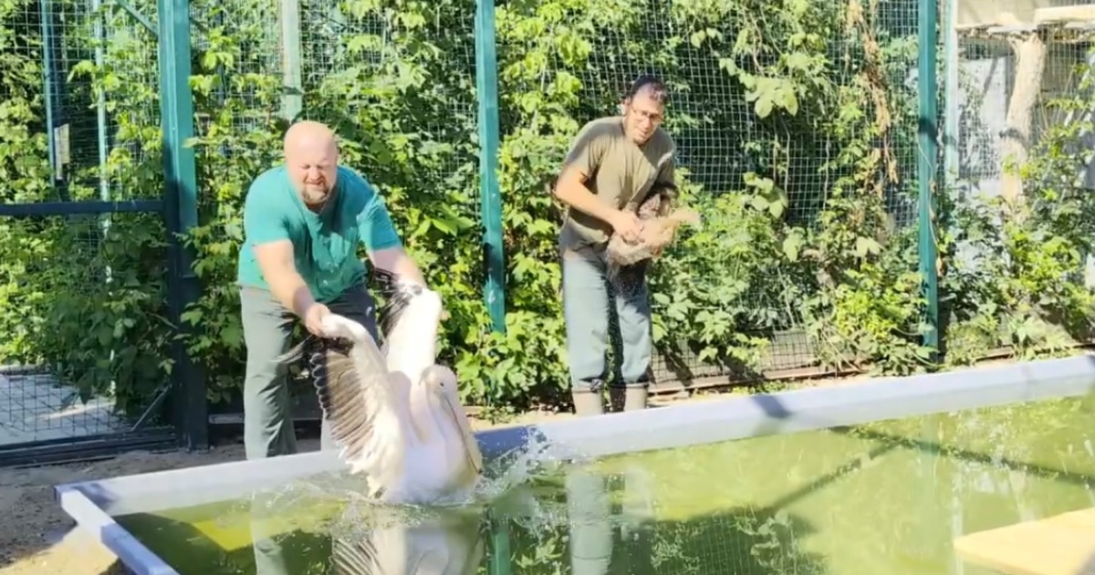 В самарском зоопарке завершили ремонт бассейна для водоплавающих Теперь водоплавающие птицы вновь могут пользова...