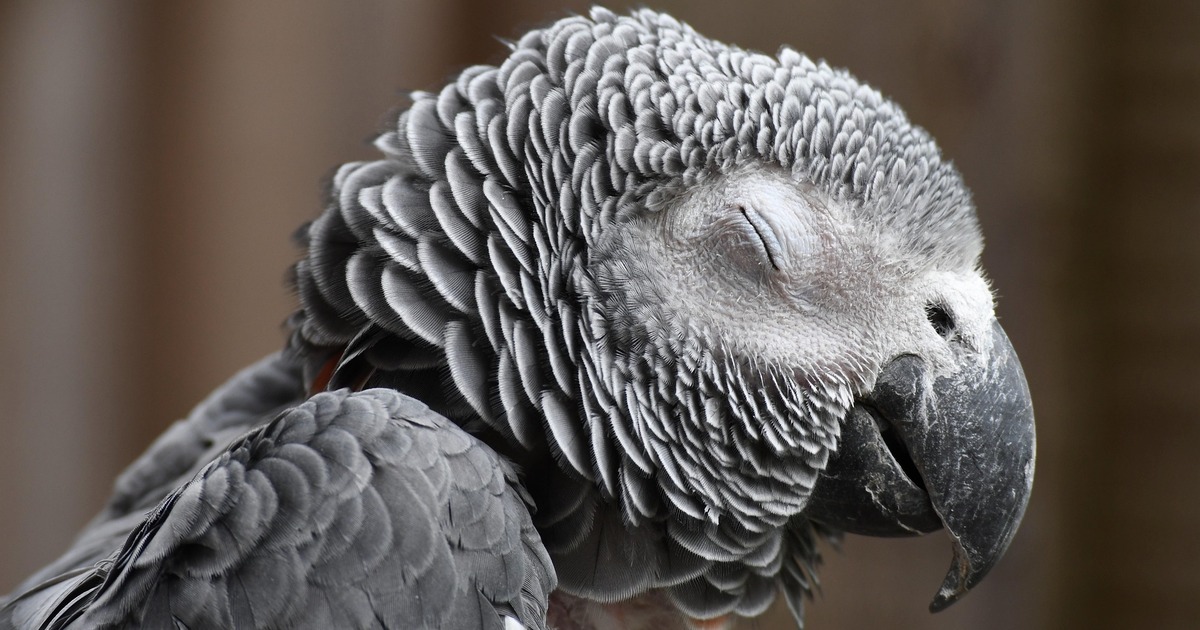 Паразиты являются неотъемлемым элементом природ...