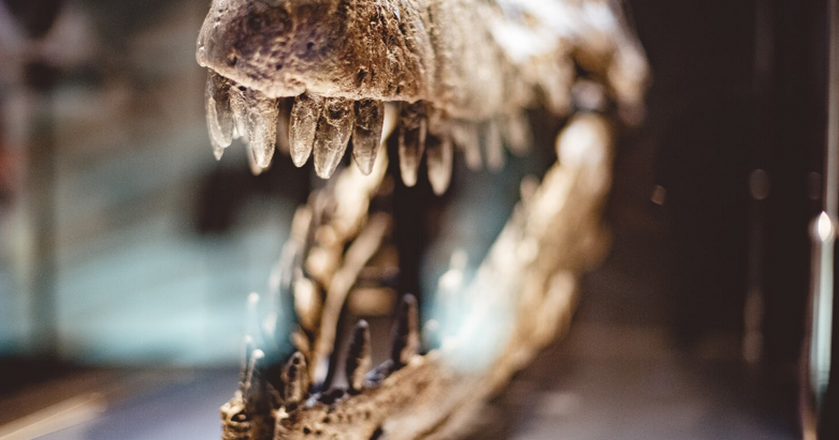 Особи-невидимки: палеонтологи открыли крошечного динозавра Foskeia Палеонтологи обнаружили миниатюрного орнитопода...