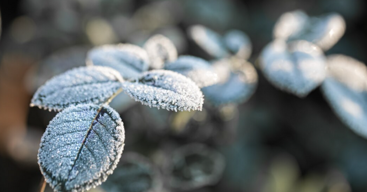 Вильфанд дал точный прогноз: Аномально морозная погода сохранится в большинстве регионов РФ Морозный антициклон накрыл Россию: где ударит д...