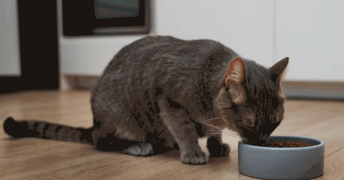 Учёные из Японии выяснили, что кошки могут прек...