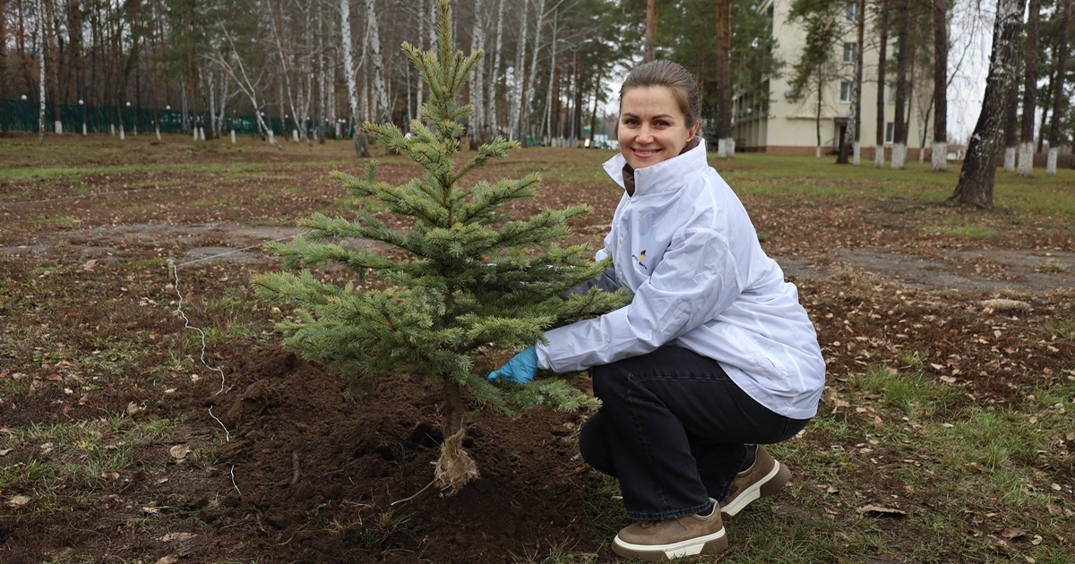Полсотни вечнозелёных ёлочек высадили работники...