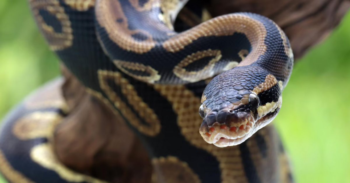 На Тайване нашли позвонок древнего питона длино...