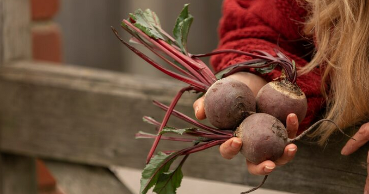 Свёкла замедлила старение мозга: обзор в Nutrients показал её потенциал Обыкновенная столовая свёкла может стать просты...