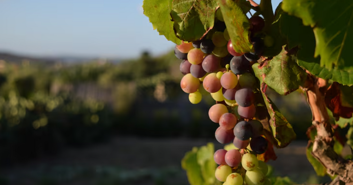 Палеогенетики показали, что современные практик...