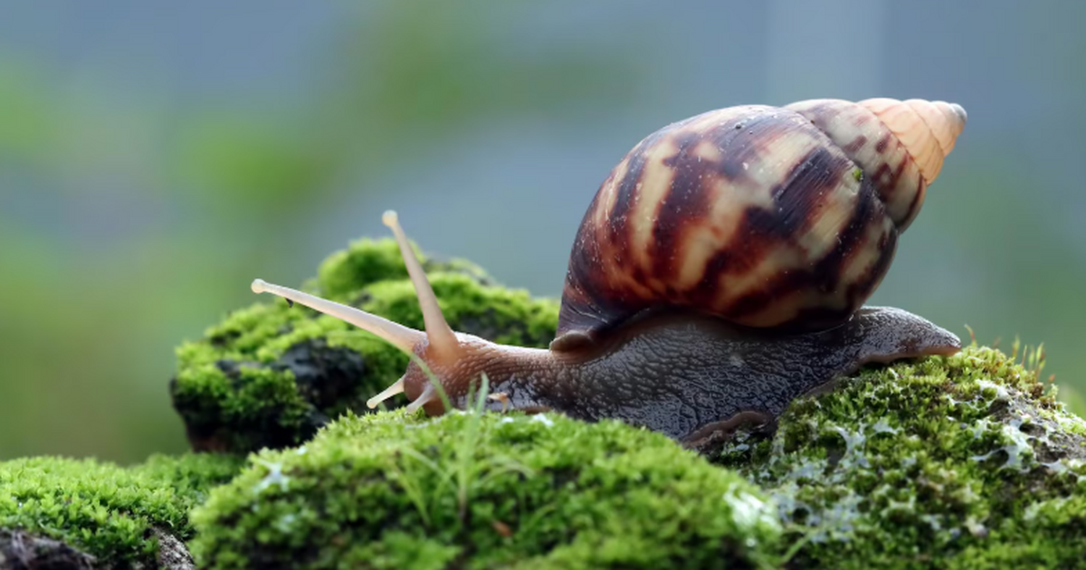 Mirror: подросток съел слизняка на спор и остался парализованным на годы 19‑летний австралиец Сэм Баллард согласился на ...