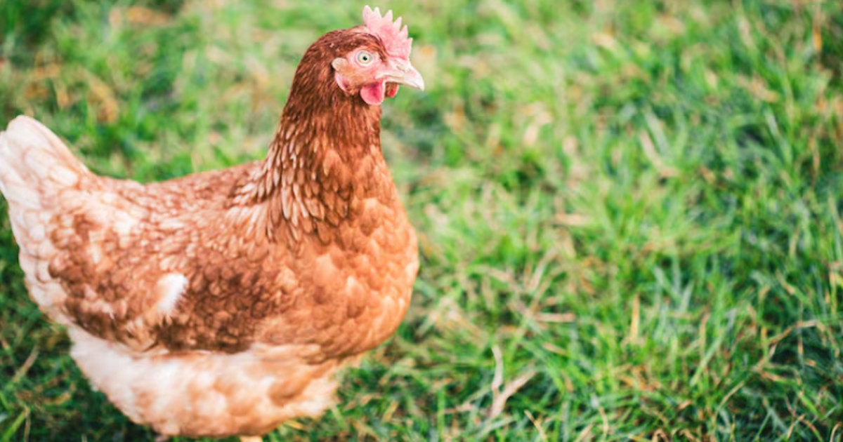 Инфекционист объяснила, что значит первый смертельный случай H5N5 в США Из США поступила информация о случае заражения ...