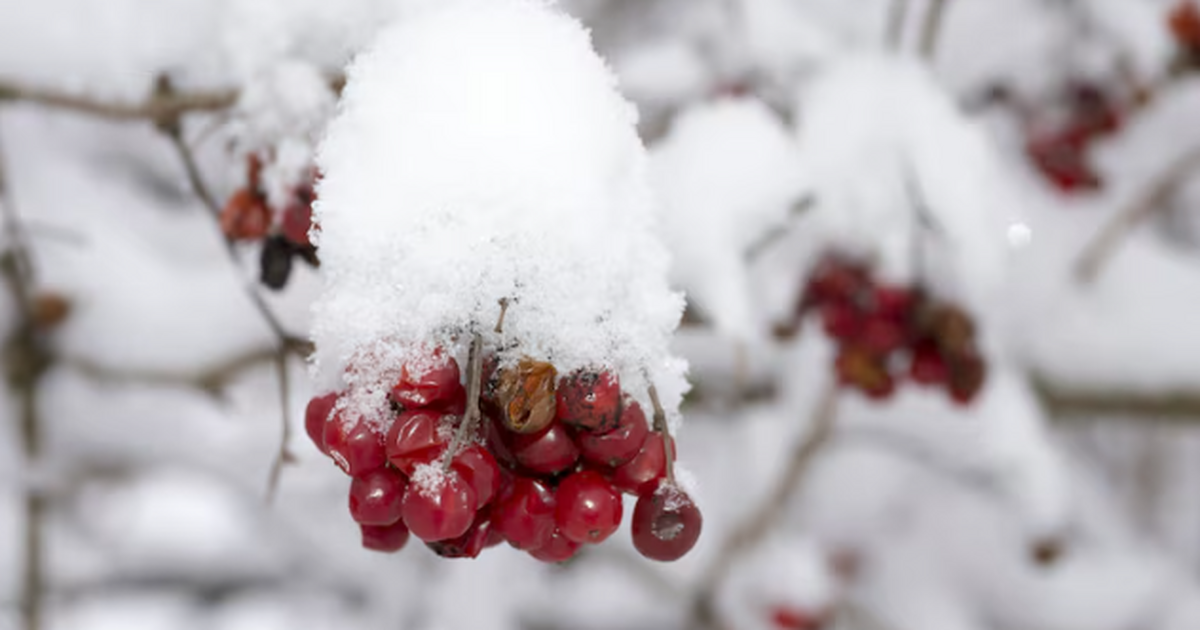 Синоптик Вильфанд: в нескольких регионах России сохраняется аномально холодная погода Мороз до −43: аномальный холод накроет регионы ...