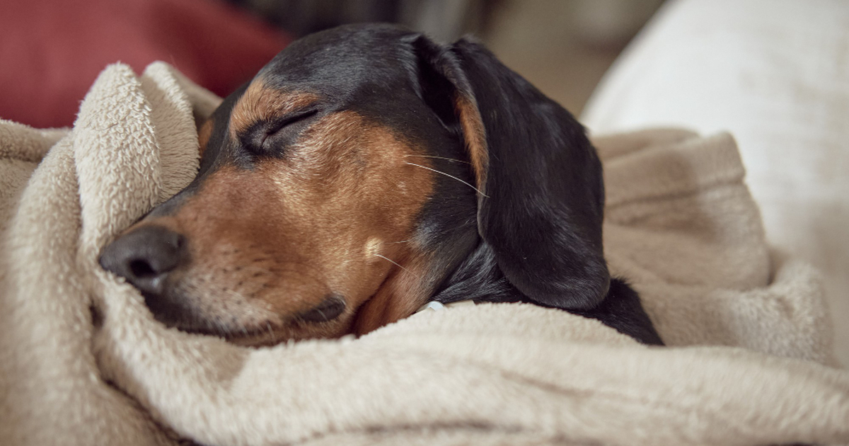 Исследование: Ученые выявили формулу перевода возраста собак на человеческий Группа исследователей предложила новый способ о...