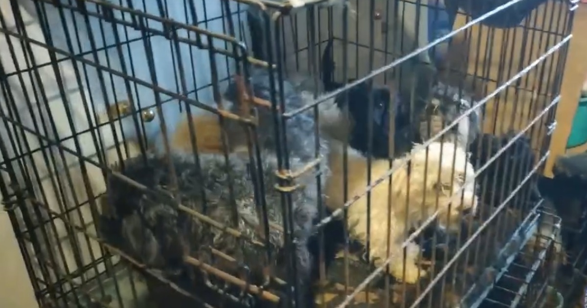 Такую же операцию волонтеры проводили три года ...