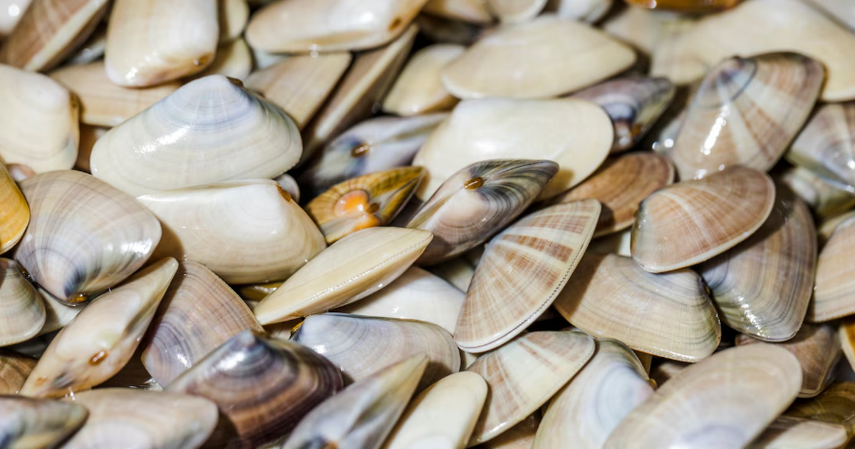 Зоологи сообщили об открытии в Антарктиде новог...
