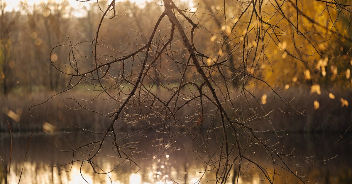 17 ноября ботанический сад Самарского университета закрывается на зиму 16 ноября - последний день работы в этом сезоне