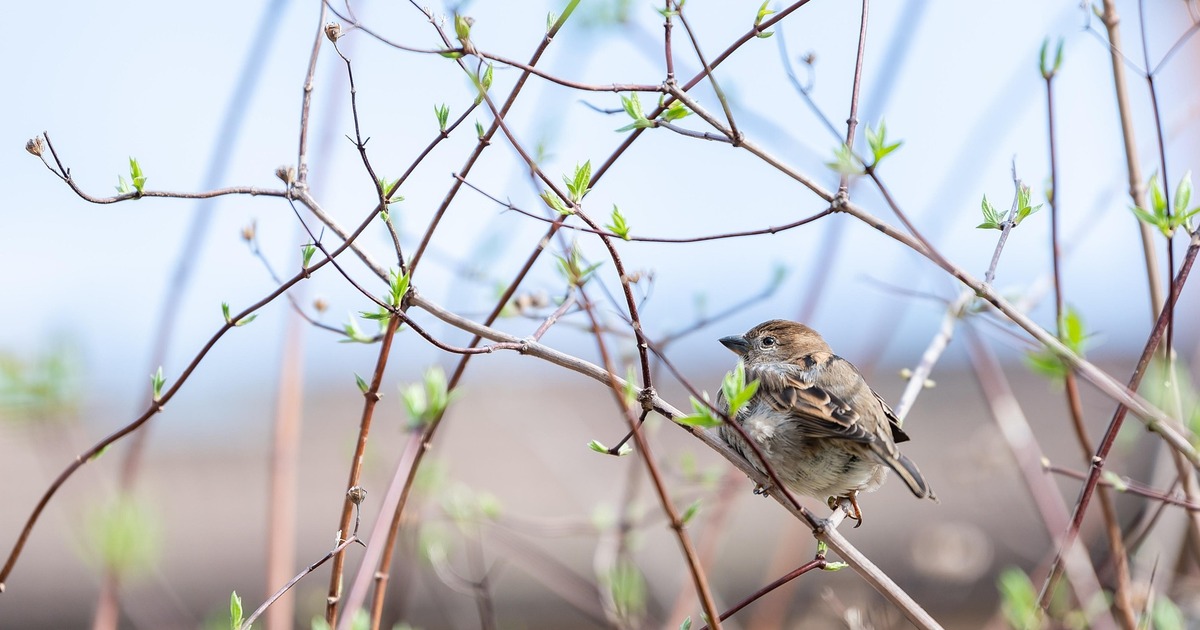 В ночь на 26 апреля погодные условия изменятся:...