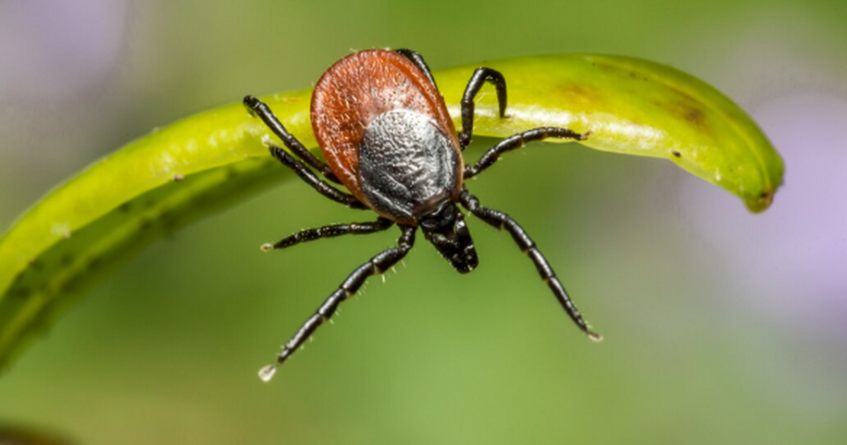 Клещи рода Hyalomma не смогут закрепиться в Мос...