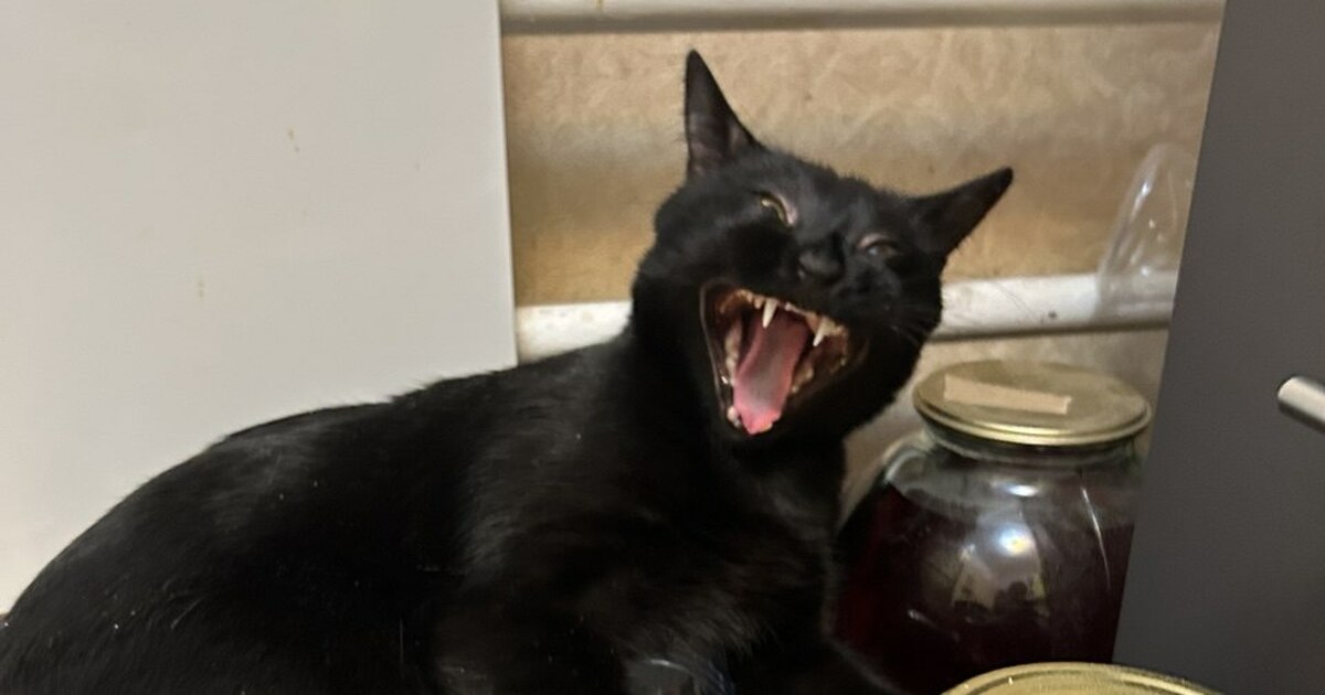 Почему кошка кусает во время ласки: ошибка, кот...