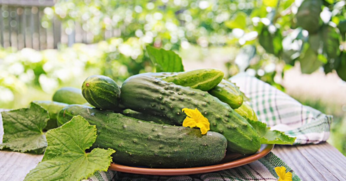 Этот сорт огурцов скупают заранее: урожай раньш...