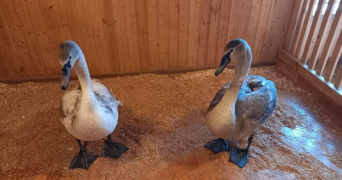 В самарский парк 50-летия Победы привезли двух осиротевших лебедей из Отрадного Об этом спасении рассказал глава города Иван Но...