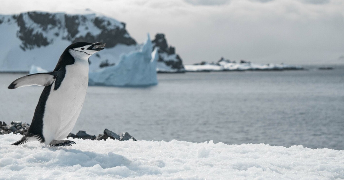 Оценить экологические риски в Арктике поможет ИИ по спутниковым снимкам С помощью алгоритмов искусственного интеллекта ...