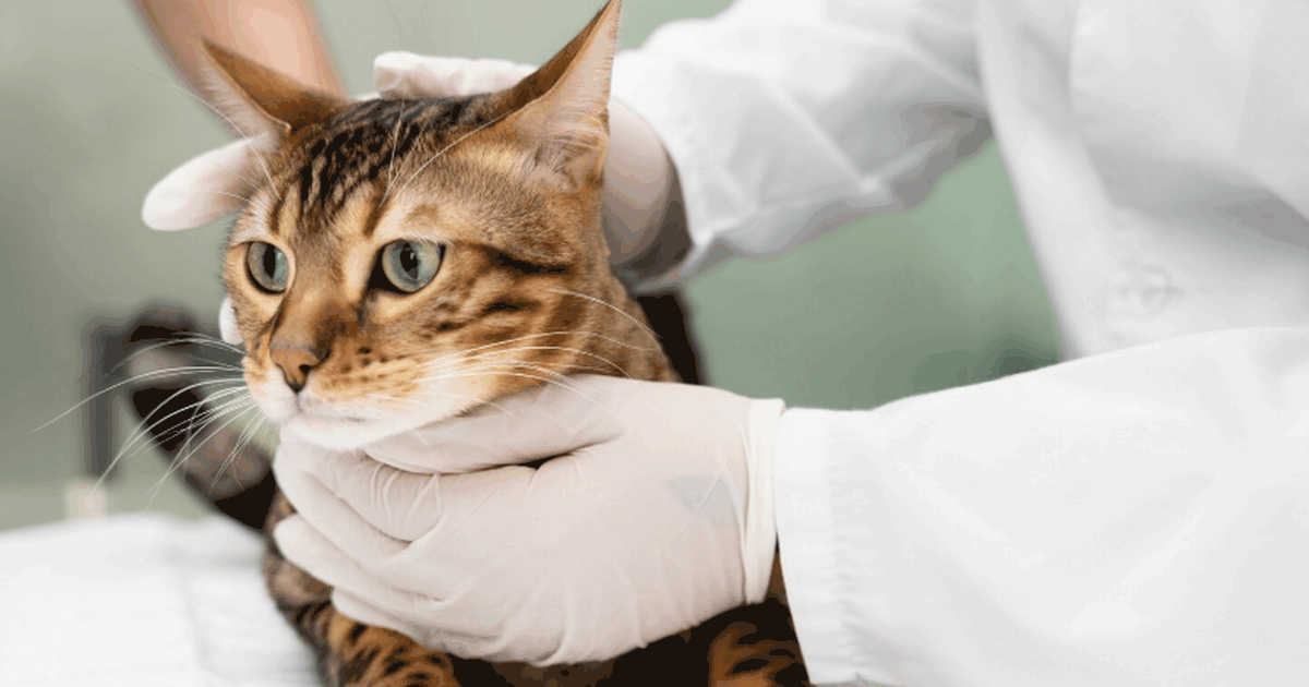 В Японии создан ветеринарный препарат на основе...