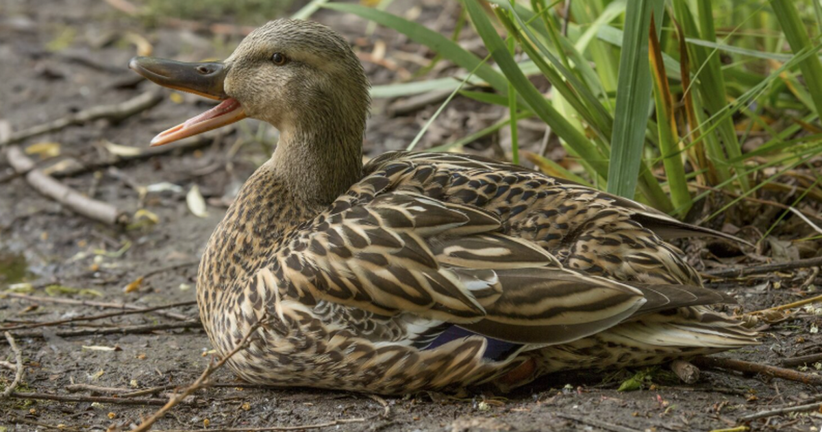 Учёные ТГУ запустили проект по сохранению трёх ...