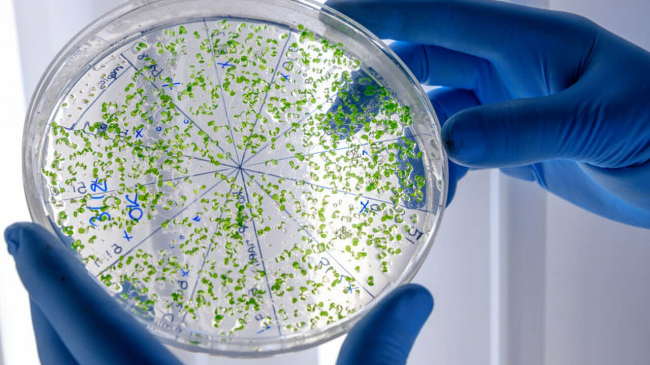 В Швейцарии реализуется проект Microbiota Vault...