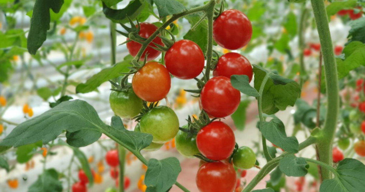 Есть сорта, ради которых охотно «охотятся» сезо...