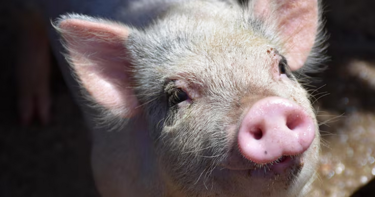 Генная почка свиньи проработала у человека 61 день: шаг для ксенотрансплантации Хирурги сообщили о рекордном сроке работы свинн...