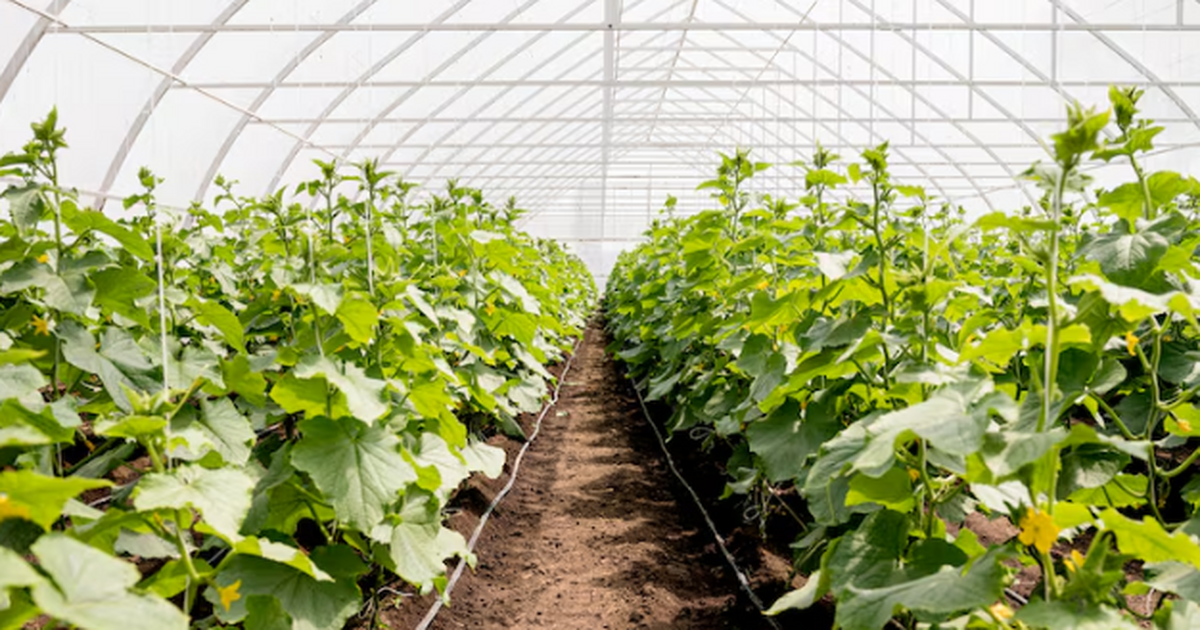 Два сорта огурцов, которые дают урожай даже в т...