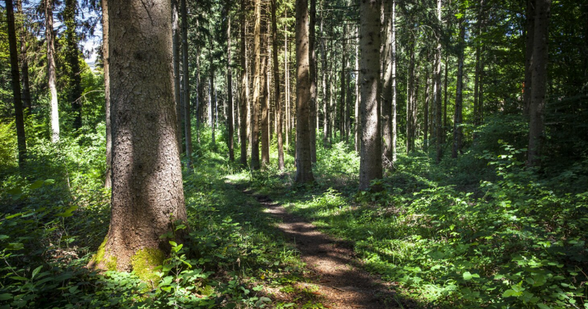 В Самарской области за нарушения в лесах взыскали более 2 млн рублей За 2025 год лесной надзор Самарской области ошт...