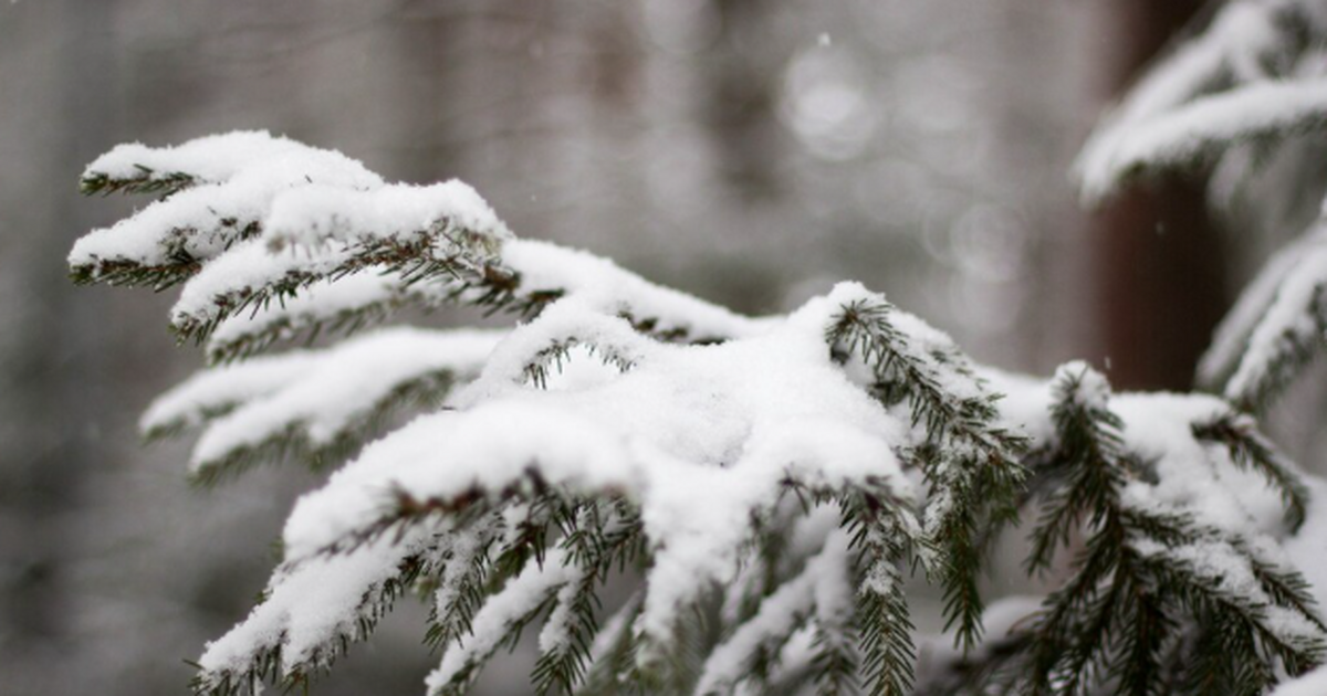 Морозы в Самарской области ослабевают, но ненад...