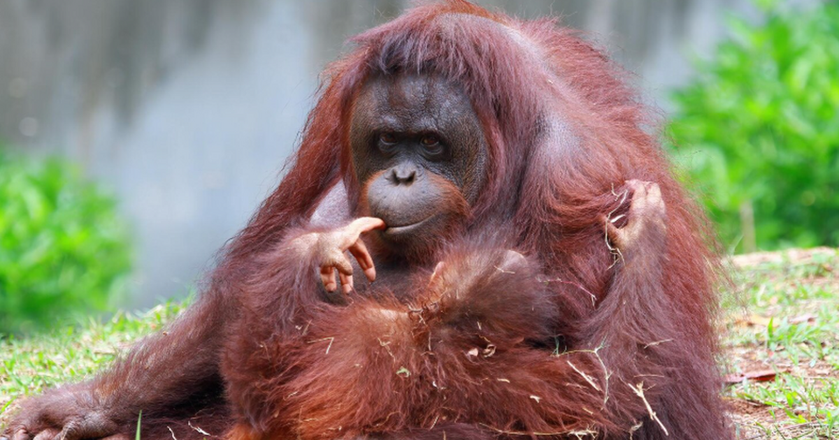 Орангутаны Тапанули, признанные самым редким ви...