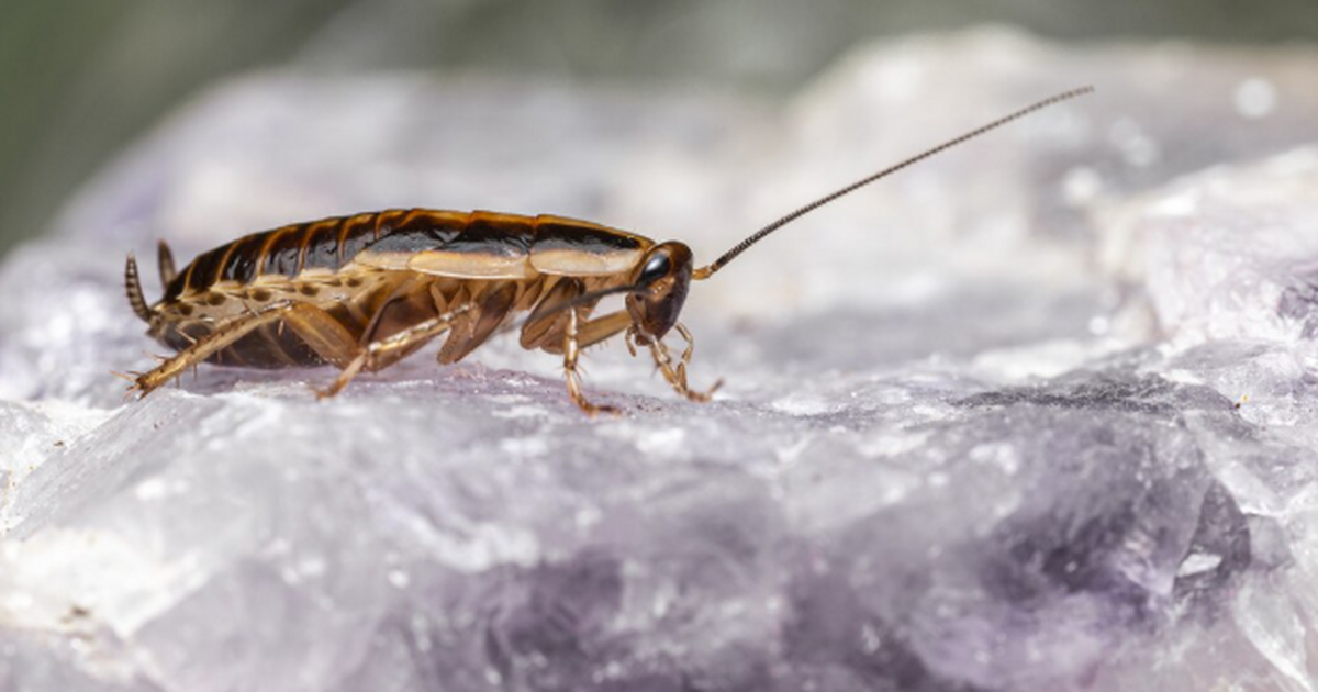 6 народных средств для борьбы с тараканами: методы, которые работают в любой ситуации - будто дезинсектор Тараканы — те самые «вечные спутники» человека,...