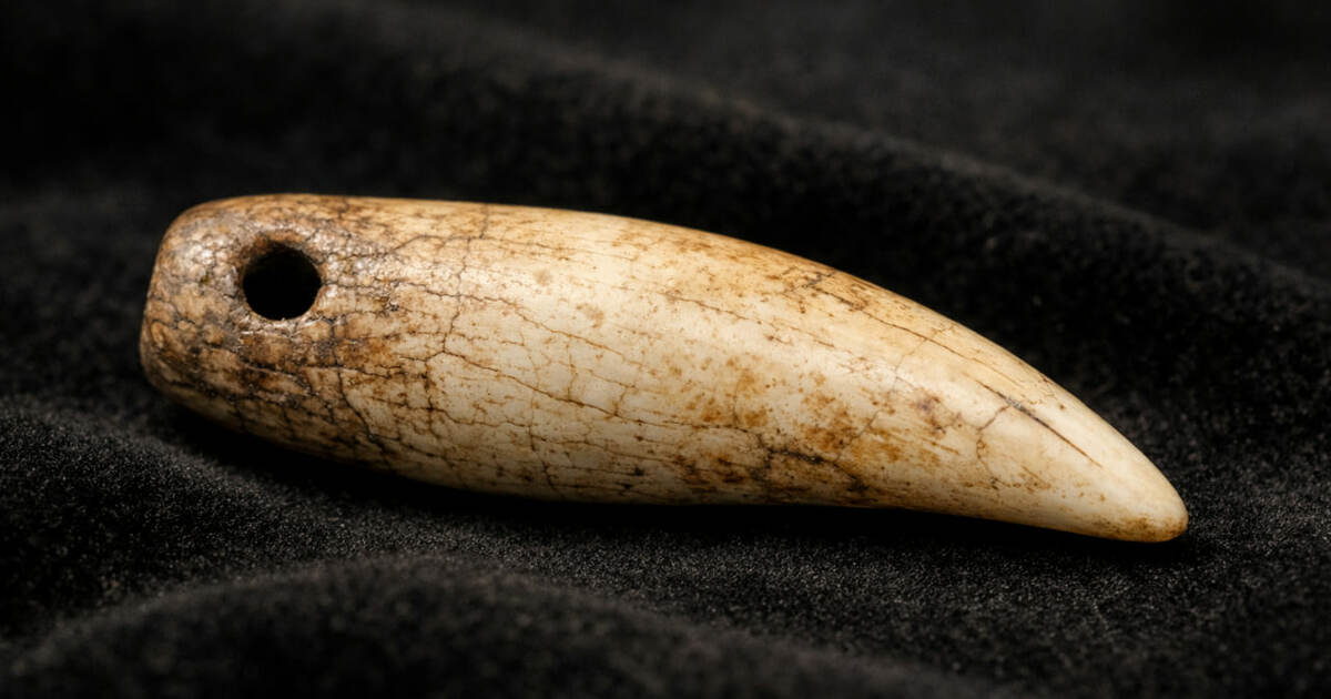 Археологи раскрыли тайну кулона из зуба тюленя ...
