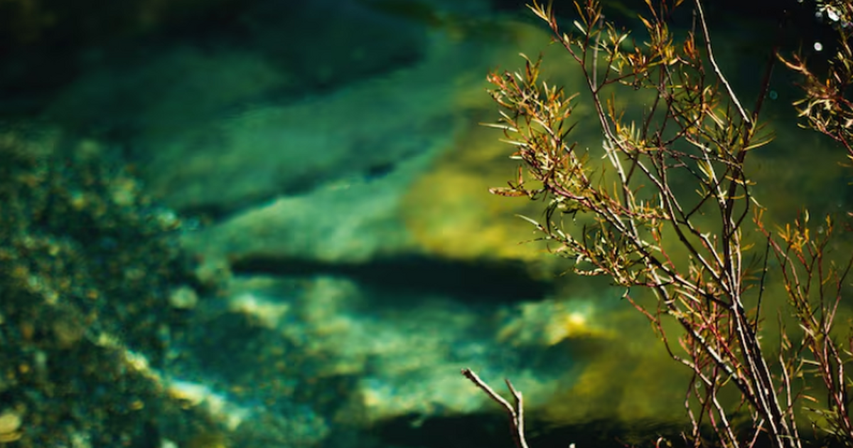Анализ ДНК раскрыл древние леса на ушедшей под воду суше в Европе Новое исследование показало, что Доггерленд в С...