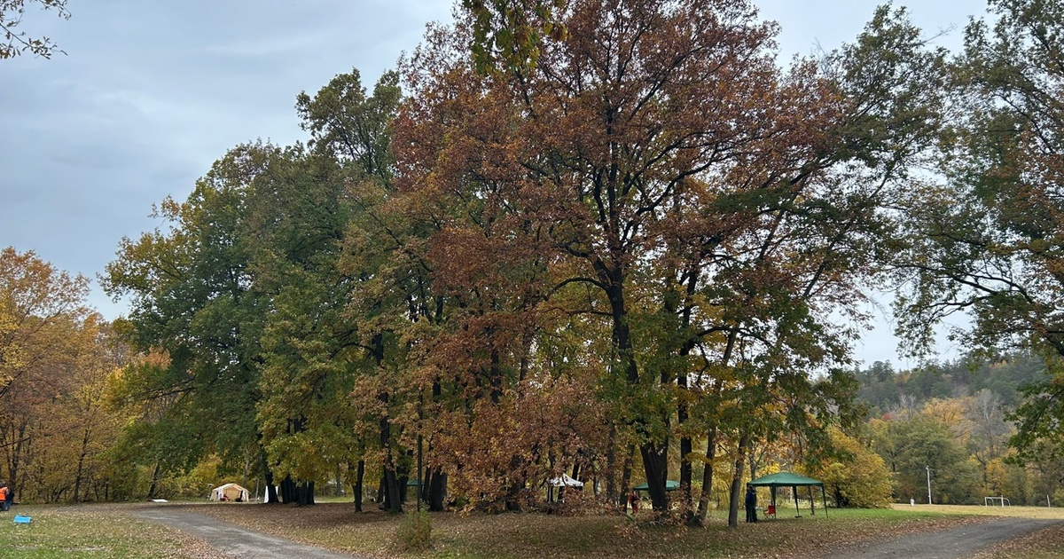 Верховный Суд изменил позицию по спору о лесных землях Самары Надзорная жалоба направлена на повторное рассмо...