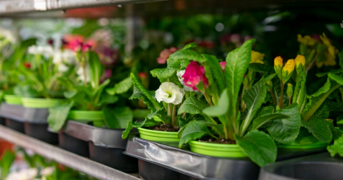 Январская рассада без ламп — почти провал: как ...