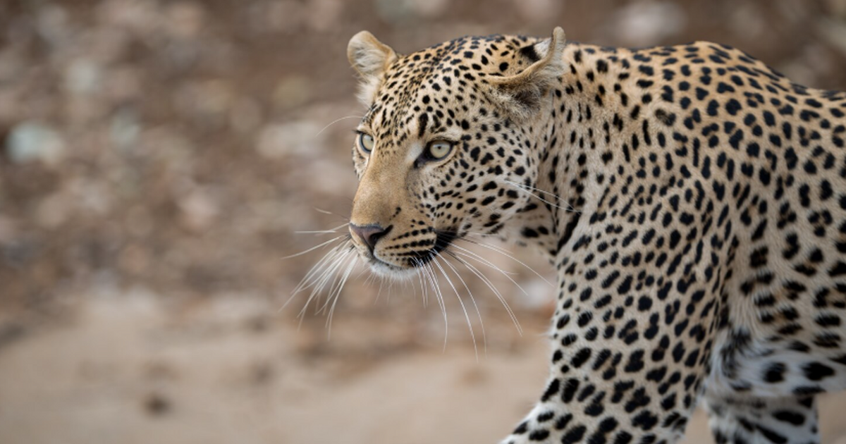 Исследователи выявили, что кости крупной хищной...