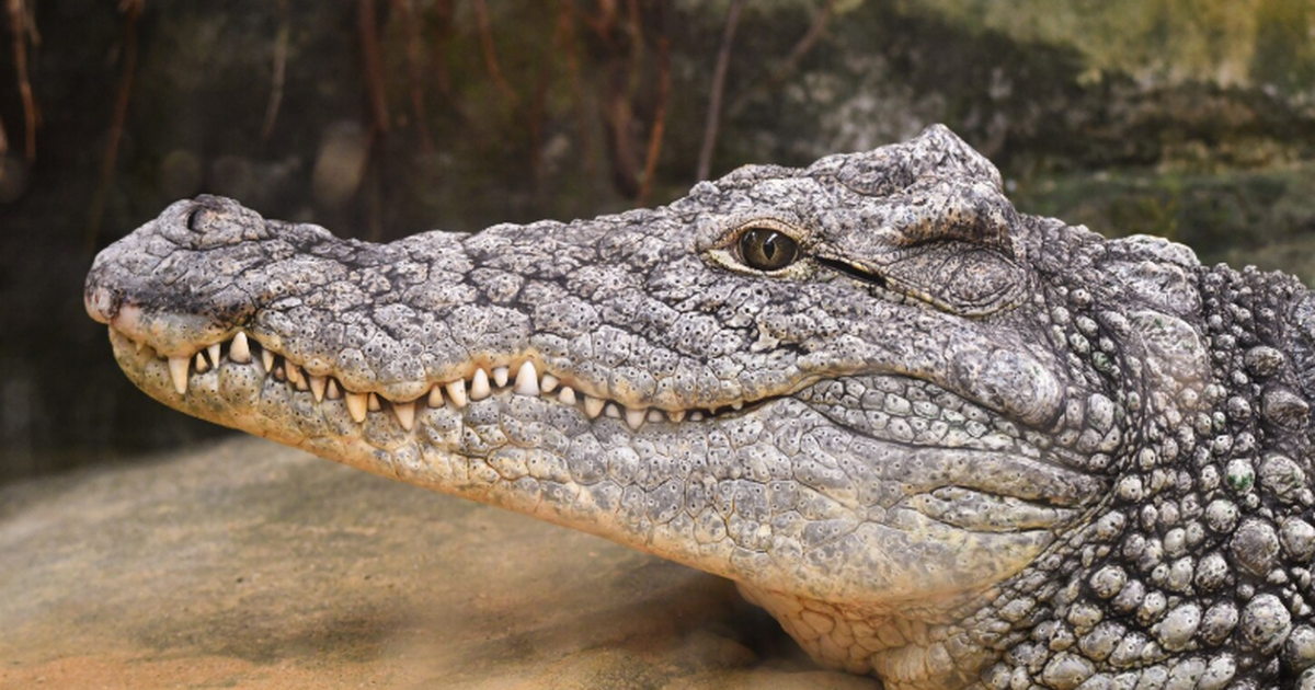 В Австралии нашли окаменевшую скорлупу яиц древних крокодилов Группа ученых обнаружила на ранчо в Австралии д...