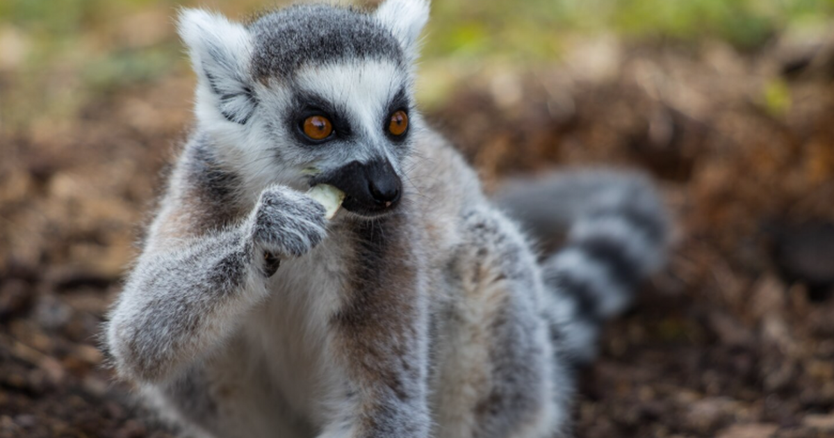 Специалисты по охране природы зафиксировали рас...
