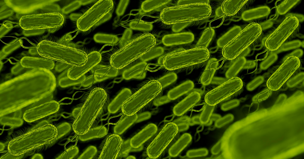 Учёные выявили связь кишечных бактерий с деменц...