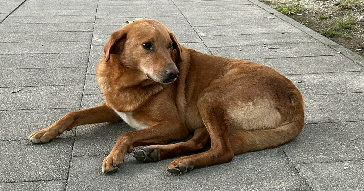 В Самаре на отлов бездомных животных до 30 ноября потратят 35,8 млн рублей Самара ищет подрядчика для отлова бездомных жив...