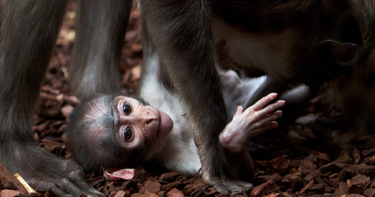 Ирландские ученые разработали назальный спрей с...