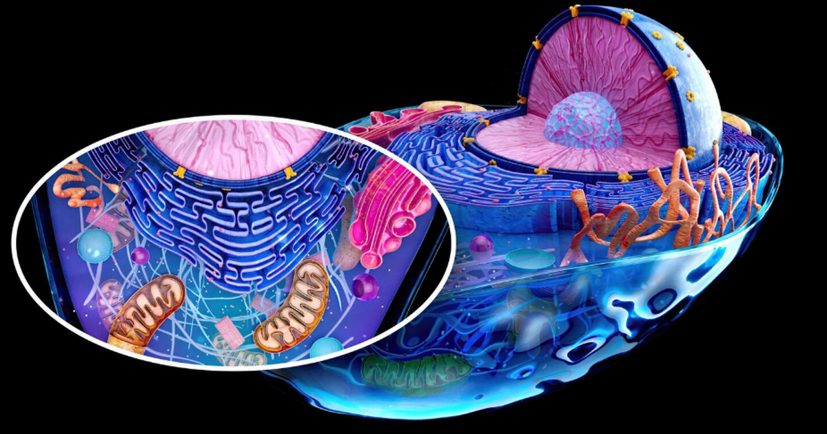 Исследование показало, что митохондрии из мышц ...