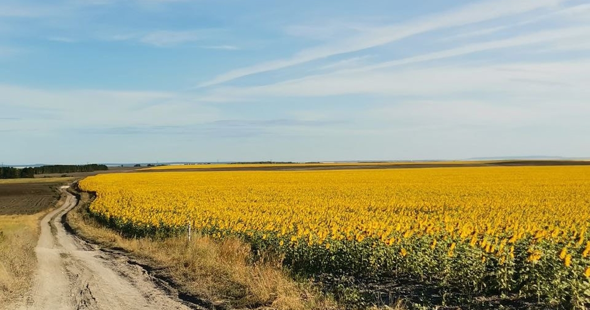 Общая площадь выделяемых участков составляет 85...